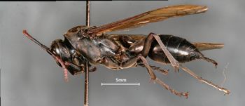 Media type: image;   Entomology 33149 Aspect: habitus lateral view